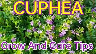 Cuphea plantcare and growing tipsmexican heather plant care [upl. by Eelhsa413]