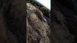 Golden Hour  FPV Freestyle djiavata2 drone fpvdrone sky fpv dji nature tree shorts [upl. by Lowndes778]