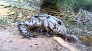 LAGARTO TEIÚ COMENDO FILHOTES DE RATO  tegu lizard [upl. by Aytnahs]