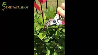 How to prune photinia x fraseri red robin hedge  smart cuttings and pruning [upl. by Etteluap68]