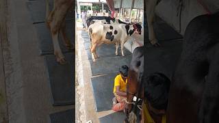 Dairy Cow Care amp milk collection cow care shortvideo shorts [upl. by Feliks]