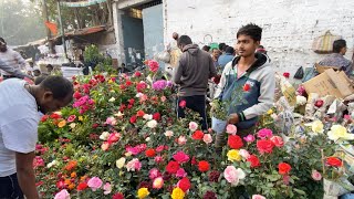 KOLKATA GALIFF STREET PLANT MARKET  ROSE FLOWER PLANT VARIANT PRICE UPDATE  Best Flowers Forever [upl. by Agnot109]