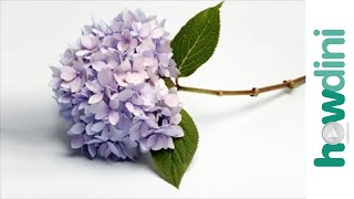 How to make lilacs and hydrangeas last longer [upl. by Eldorado]