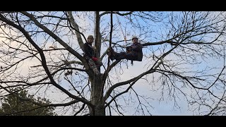 25 Metre Arb Zipline a Day at the Pocket Park [upl. by Uzzia]