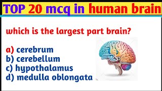 human brain Mcq  brain mcqs  biology mcqs for competitive exam [upl. by Lorraine]