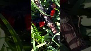 GIGANTIC RED BLACK ANT 👀 shorts shortsvideo ants It’s actually a WASP Crazy [upl. by Waylin]