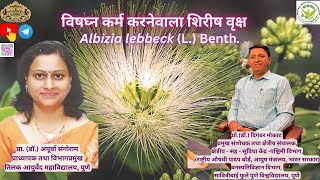 Shirish Tree Albizia lebbeck L Benth  Botany and Medicinal Uses [upl. by Fishbein]