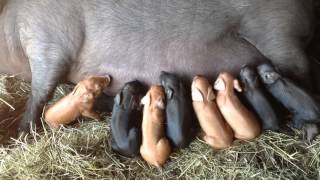 Tamworth x Large Black Piglets [upl. by Notrab]