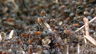 Les Fourmis par Milliers belle vidéo [upl. by Aihsetel830]