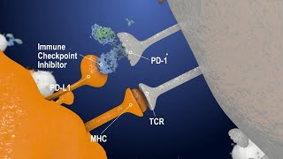 Immune Checkpoint Inhibitors The Next Generation Cancer Therapy  Creative Biolabs [upl. by Sul89]