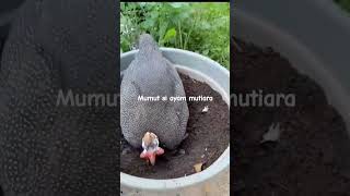 mari menanam ayam ayamunik youtubeshorts ayammutiara [upl. by Intosh]