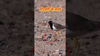 RedWattled Lapwing के बच्चे 🤯 बिना नाखून वाला पक्षी shorts shortsvideo [upl. by Thomas917]