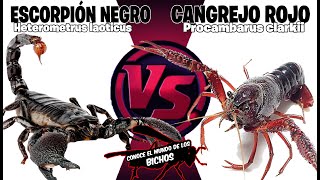 ESCORPIÓN NEGRO VS CANGREJO ROJO  COMENTADO [upl. by Amandie790]