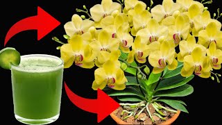 MIRACLE WATER saves orchids Flowers bloom LIKE CRAZY after just ONE NIGHT [upl. by Nitsud]