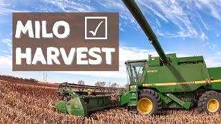 MILO HARVEST in Kansas Grain Sorghum [upl. by Denoting110]