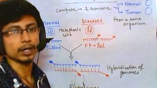 Comparative genomic hybridization [upl. by Gaves23]