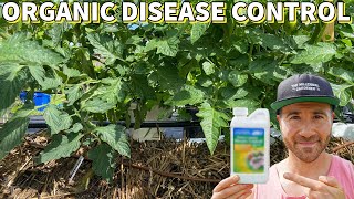 This Organic Disease Control Remedy Can RESCUE Your Garden [upl. by Ailey]