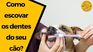 4 DICAS INFALÍVEIS para ESCOVAR OS DENTES do seu CACHORRO [upl. by Aerdna]