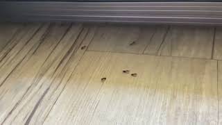 Found an ant nuptial flight at my door [upl. by Adiaz]