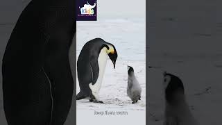 Penguins Amazing facts😯😳😱 penguin s amazing trending [upl. by Asiluj]