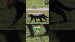 Aslanlar Çita Yavrularından Neden Korkar 🐆😱🦁 [upl. by Soelch]