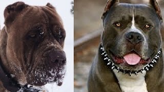 American Bandogge vs Pitbull [upl. by Adner415]