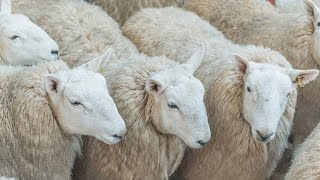 North Country Cheviot and Hill Cheviot Hoggs March 10th 2016 [upl. by Johann]