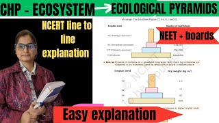 XII bio Ecological pyramids  pyramid of no biomass energy [upl. by Ynnol]