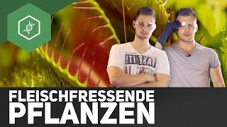 Fleischfressende Pflanzen  LiveExperiment [upl. by Eisiam]