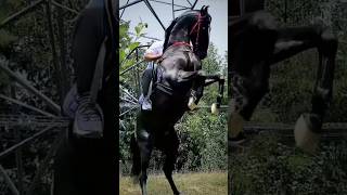 Stallion bharat ratan marwadihorses marwadistallion viralvideos trending shortsfeed [upl. by Dorrie]