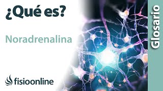 NORADRENALINA  Qué es qué órgano la segrega efectos en qué estructuras del cuerpo actúa [upl. by Eesac]