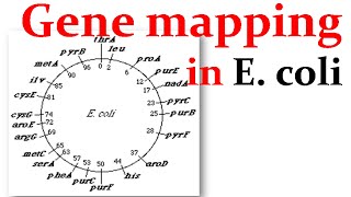 Gene mapping in Ecoli [upl. by Aleekat]