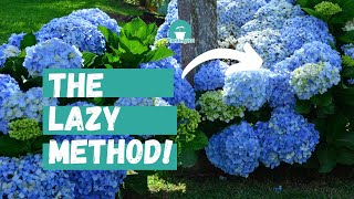 Beginners Guide to Hydrangea Care  Lazy Gardeners Guide to Hydrangeas [upl. by Burdelle]