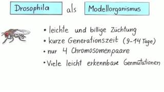 Die Fruchtfliege Drosophila als Modellorganismus für Kreuzungsversuche  Biologie  Genetik [upl. by Matilde]