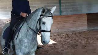 Orlof da Lagoalva  5yrs old Piro negative Lusitano Gelding for Sale [upl. by Windham]