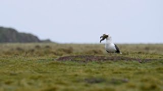 Seagull Swallows Rabbit Whole [upl. by Nnagem]