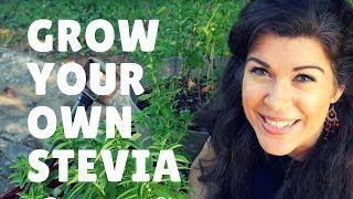 Grow Harvest and Process Your Own Stevia  The Best Natural Sweetener [upl. by Tan19]