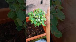 Breynia Plant  how to grow Breynia Plant [upl. by Eneloc]