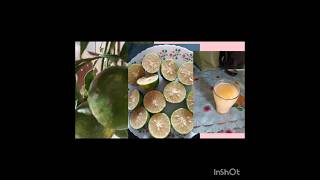 CITRUS SINENSIS USES  NARINJA PANDU USES  DIABETES  CONSTEPATION  YUMMY FRUIT   SKINTONE [upl. by Horodko]