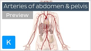 Arteries of the abdomen and pelvis preview  Human Anatomy  Kenhub [upl. by Landahl]