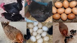 8Chicks of Austrolop Hen Cross Chicken came out  Full video from laying eggs to Hatching Chicks [upl. by Nayar528]