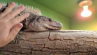 CTsimilis black spiny tailed iguana [upl. by Gypsy]