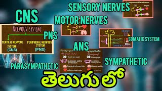 CNS PNSSOMATIC SYSTEM amp ANS  SYMPATHETIC amp PARASYMPATHETIC SYSTEM in telugu [upl. by Ednutey]