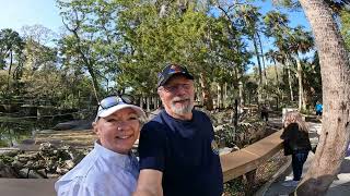 Manatees  Homosassa springs [upl. by Kilar]