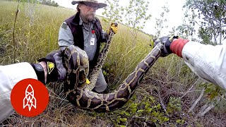 Why Military Veterans Are Hunting Pythons in the Everglades [upl. by Gilead]