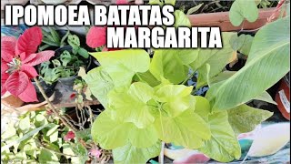 Ipomoea batatas variedad margarita [upl. by Aristotle172]