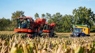 🇫🇷 XL RECOLTE DE MAIS SEMENCE 🌽  Corn Picker Bourgoin B410  POQUE in France [upl. by Anhavas]