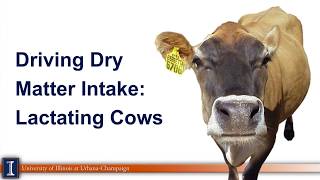 Driving dry matter intake on dairy farms [upl. by Abran261]