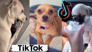 Funny Dogs of TIK TOK  Try Not to Laugh  TikToks That Make You Go AAWWW  Cute Puppies [upl. by Anavi]