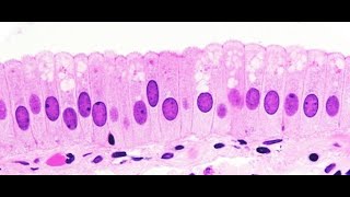 Lab 11 Simple Epithelium [upl. by Sprage204]